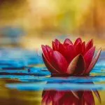 Water lilly, find peace
