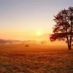 Staying calm, tree in nature